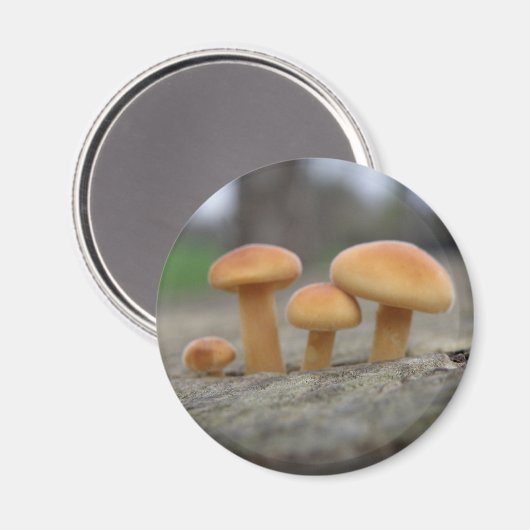 Tiny Toadstools Macro Magnet (Vorderseite/Rückseite)