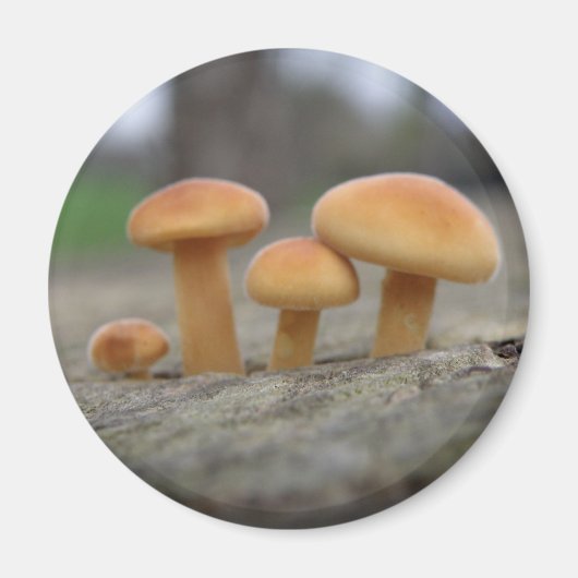 Tiny Toadstools Macro Magnet (Vorne)