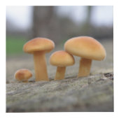 Tiny Toadstools Macro Personalisiert Würfel (Vorderseite)