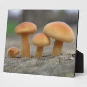 Tiny Toadstools Macro Plaque Fotoplatte (Seite)