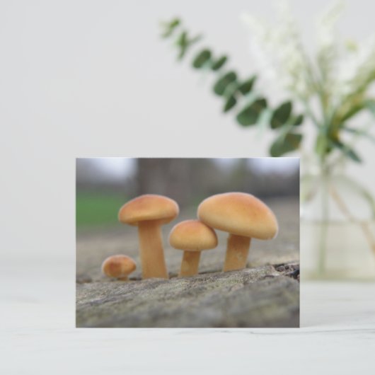 Tiny Toadstools Macro Postcard Postkarte (Stehend Vorderseite)