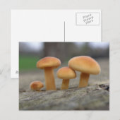 Tiny Toadstools Macro Postcard Postkarte (Vorne/Hinten)