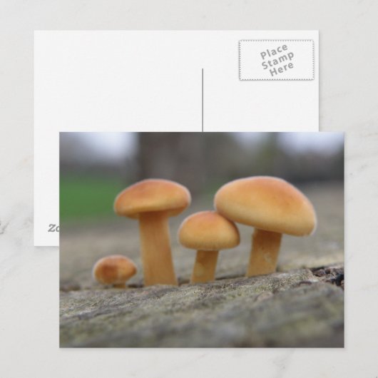 Tiny Toadstools Macro Postcard Postkarte (Vorne/Hinten)