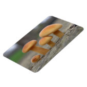 Tiny Toadstools Macro Premium Magnet (Linke Seite)