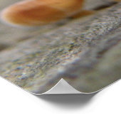 Tiny Toadstools Macro Print Poster (Ecke)