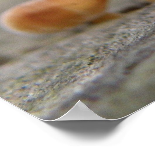 Tiny Toadstools Macro Print Poster (Ecke)