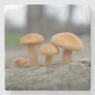 Tiny Toadstools Macro Stone Untersetzer