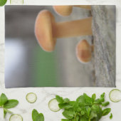 Tiny Toadstools Makro Küchentücher (Gefaltet)