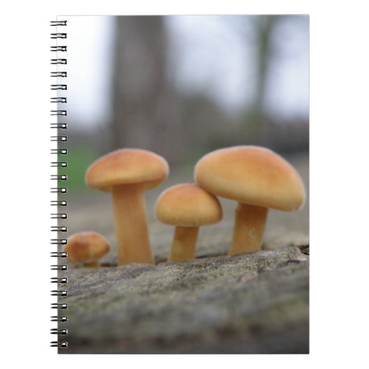 Tiny Toadstools Makro-Notebook Notizblock (Vorderseite)