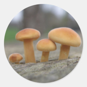 Tiny Toadstools Makro Stickers