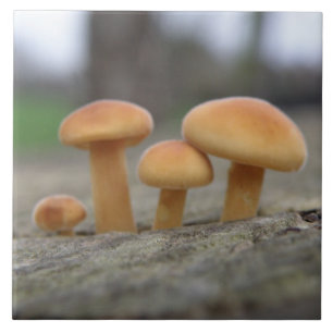 Tiny Toadstools Makro Tile Fliese
