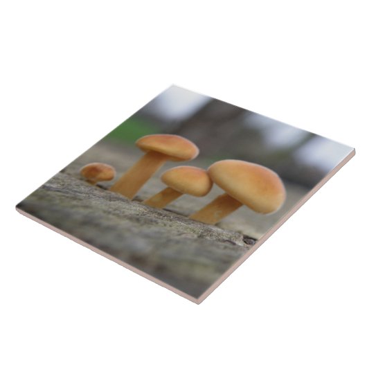 Tiny Toadstools Makro Tile Fliese (Seite)