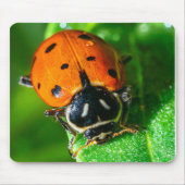 Tiny Traveler: Ladybug on a Leaf Mousepad (Vorne)