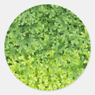 Tiny tropical fern runder aufkleber