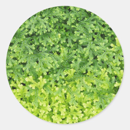 Tiny tropical fern runder aufkleber (Vorderseite)