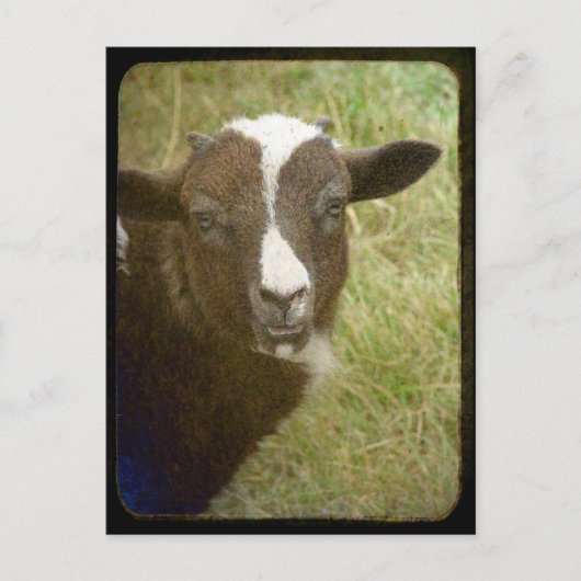 Tiny wächst auf postkarte (Vorderseite)