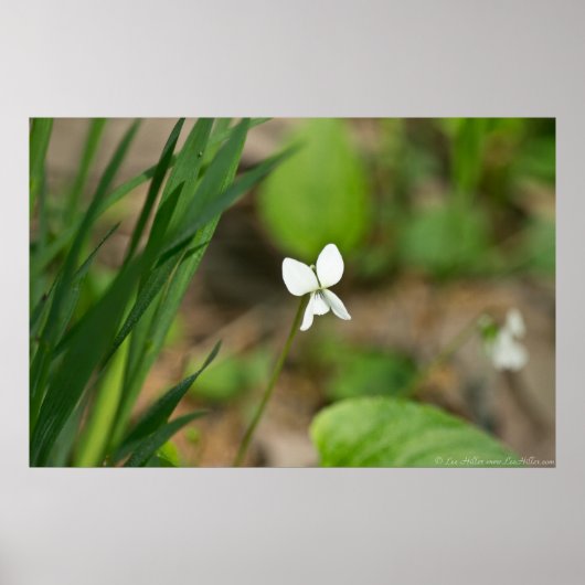 Tiny White Canada Violet Wildblume Poster (Vorne)