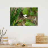 Tiny White Canada Violet Wildblume Poster (Küche)