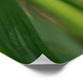 Tiny White Canada Violet Wildblume Poster (Ecke)