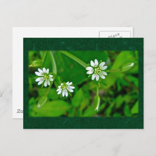 Tiny White Wildblume Coordinating Items Postkarte (Vorne/Hinten)