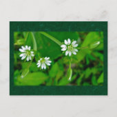 Tiny White Wildblume Coordinating Items Postkarte (Vorderseite)