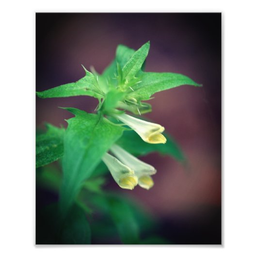 Tiny White Woodland Wildblume Nah 8x10 Fotodruck (Vorne)