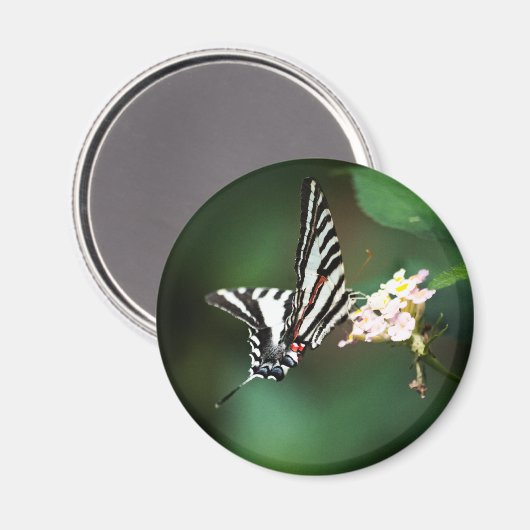 Tiny Zebra Magnet (Vorderseite/Rückseite)