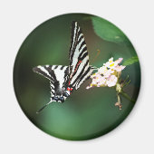 Tiny Zebra Magnet (Vorne)