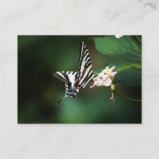 Tiny Zebra Mini Print Visitenkarte (Vorderseite)