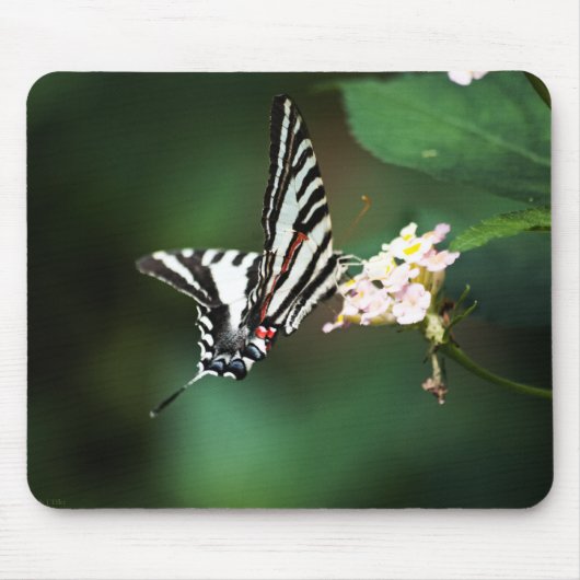 Tiny Zebra Mousepad (Vorne)