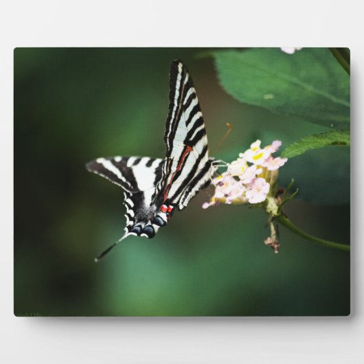 Tiny Zebra Plaque Fotoplatte (Vorderseite)