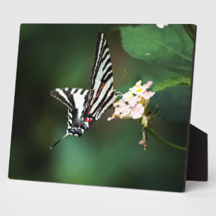Tiny Zebra Plaque Fotoplatte