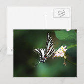 Tiny Zebra Postcard Postkarte (Vorne/Hinten)