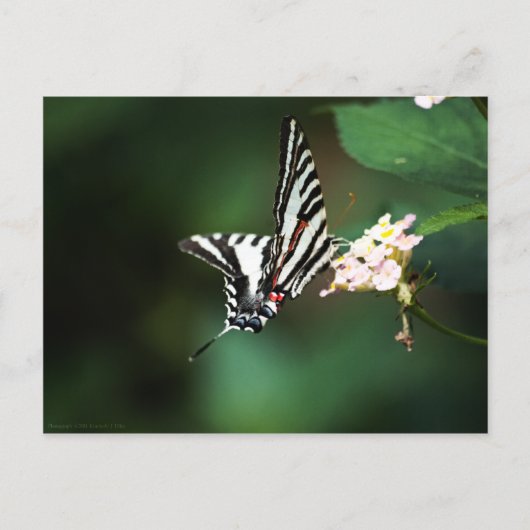 Tiny Zebra Postcard Postkarte (Vorderseite)