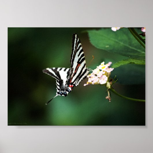 Tiny Zebra Print Poster (Vorne)