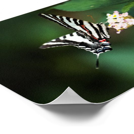 Tiny Zebra Print Poster (Ecke)