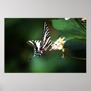 Tiny Zebra Print Poster
