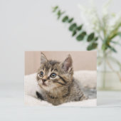 Tiotc-Kätzchenpostkarte Postkarte (Stehend Vorderseite)