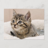 Tiotc-Kätzchenpostkarte Postkarte (Vorderseite)