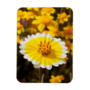 Tipp-Wildblumen Magnet