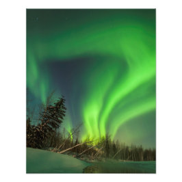 Tipping Spruce Aurora Fotodruck