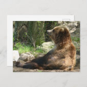 Tired Bear Postkarte (Vorne/Hinten)