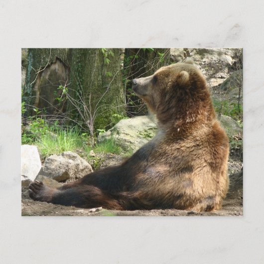 Tired Bear Postkarte (Vorderseite)