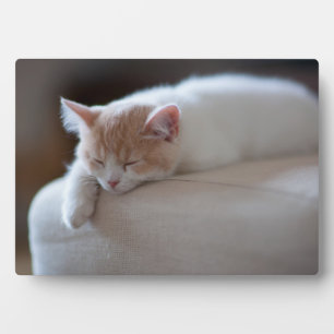 Tired Beige und White Kitten Fotoplatte