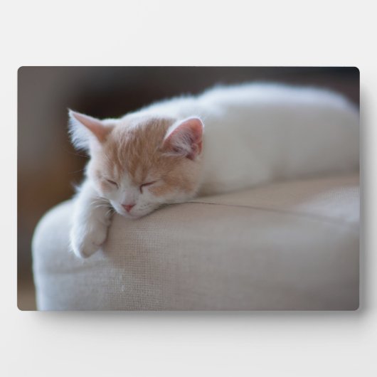 Tired Beige und White Kitten Fotoplatte (Vorderseite)