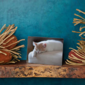 Tired Beige und White Kitten Fotoplatte (Seite)