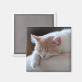Tired Beige und White Kitten Magnet (Vorderseite/Rückseite)