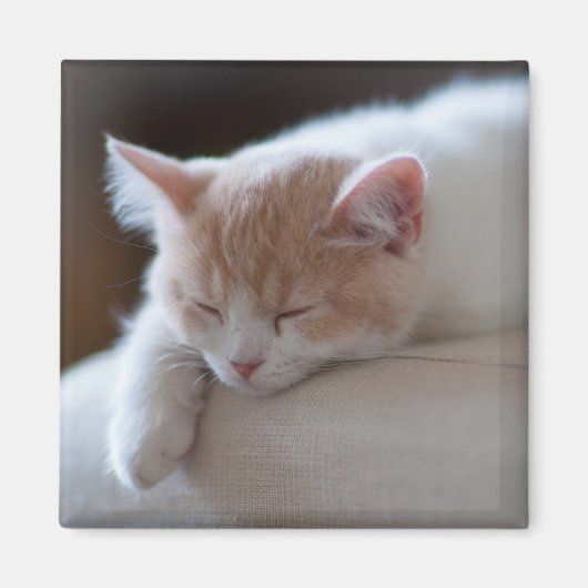 Tired Beige und White Kitten Magnet (Vorne)