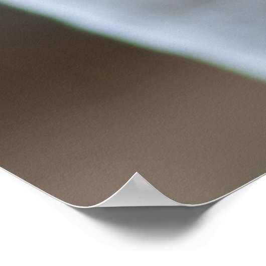 Tired Beige und White Kitten Poster (Ecke)