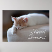 Tired Beige und White Kitten Poster (Vorne)